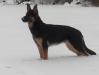 Sniffer's Hoss
