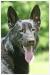 Bronte von Immerstark