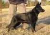  Ebony Von Schone Stadt