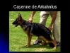 Cayenne de Arkahnius