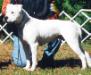 CH (UKC/UWP/NKC) Hamilton Templar's Belladonna