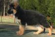 Yukon von der Fangschleuse