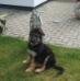 Wesley von der Fangschleuse