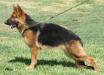 Astra de Taraway