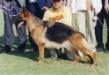  Ilsa of Yu Shan Kennel