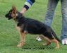 Zeyno von Alp