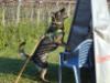 Apache (Vom Weinbergblick- Vom Harztor) LOI 08 110673