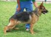 Sanson del Olimpo