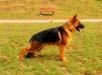 Onix Astori-Team