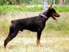 FIN CHAMPION Bronco von der Doberwache