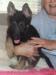 Bella Rose Vom Caloway