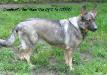 Creekwell's Red Rinni Tin Of T-IN