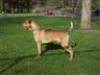 Burlarley's Clifford the Big Red Dog