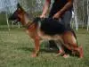 Bella-Donna Ultra Star