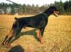  Doberwache`s Amatzon