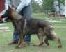 CH (UKC) Marybeck's Iron Man