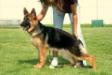 Khira v.d. Ybajo Hoeve