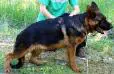 Diesel des Silex de Bayac