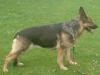 PP3 (UK) Sheba (Sugar Kandy Sticks)