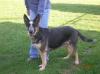 Lewcinkas Charming Charmin Von Phenom <span style="color: darkblue">QUESTION IF THIS DOG COMES FROM PUREBRED GSDs</span>