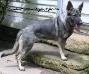 Creekwell's Silver Mylie A Jet-Tin