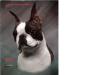 CH (AKC) Kissme EL-BO's Aramis Crusader