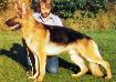 VA2 (DK) Arko von der Springer Au