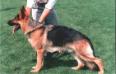 Basko v Gafiegerhof