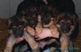 Candy von ALP