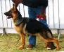 Diesel De La Taniere Des Lions