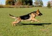 Kingspring Stryker Von Indy