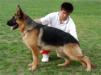 Xasko von ZhengRong