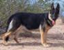 Tessa von RuffGSD