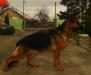 V,2XBEST OF GSD SHOW ZAMBI Vom Haus MILESEVAC