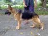 Prada von Maxitrend