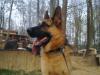 Barex von Wildpaws