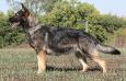 Haska Von Hartwin
