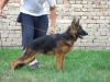 Inna vom haus Milesevac (2009) JR 807764