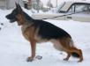 De Orse Mak Flai Tayson