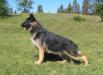 Abbaway Shephaven Trapper