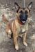 MANALO K9's Kanga