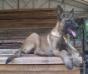 MANALO K9's Summer