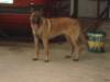 MANALO K9's Kenta
