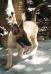 MANALO K9's Cat