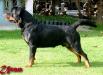 The Best Rottweiler In Thailand.