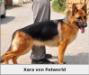 xara von petworld