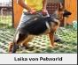 Laika von Petworld