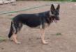 Perry's Gretta