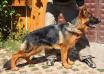Ursul von Petworld