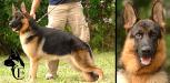 Hulk Canine Extreme